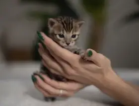 Bengálská kočička s PP