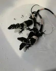 Varanus Varius (bell’s phase monitor) lizard for sale