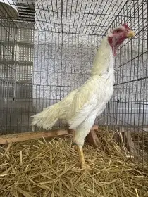 1,2 kmen bojovnice Ko šamo