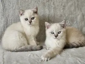 Britská colourpoint koťátka s PP