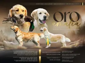 Zlatý retriever s PP - zlatý pejsek