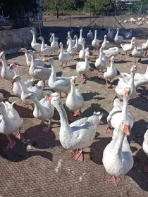 Husy německé nosné