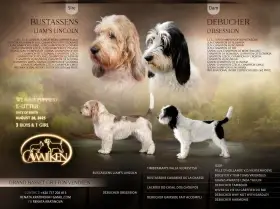 Velký hrubosrstý vendéeský basset