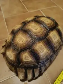 Geochelone sulcata