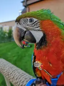 Samček Ara Harlekýn