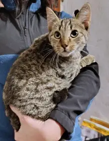 Kocourek Indi hledá nový domov