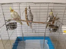 Prodám tři korely s klecí a vybavením