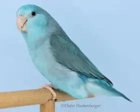 Nabízím nepříbuzný pár kobalt x modrá oba štěpí na lutino