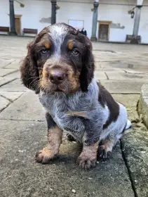 Pikardský ohař, Epagneul Picard