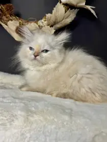 Sibiřská kočka s PP – kočička Imperia