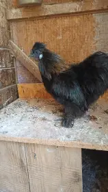 Letošní kohout - hedvábnička velká