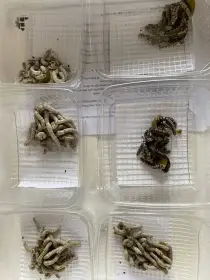 Bourec morušový (Bombyx mori)