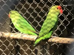 Agaponis etiopsky(taranta)