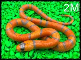 Lampropeltis Hondurensis Hypo Tangerine