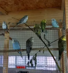 Mladé andulky - k ochočení