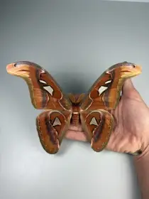 Attacus atlas cerstva vajicka