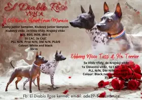 Americký bezsrstý teriér s PP (FCI)