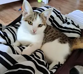 Kočička Kazeta hledá nový domov