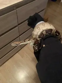 Hroznýš královský i s terárkem