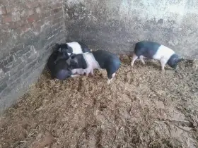 Posledních několik selat přeštíků