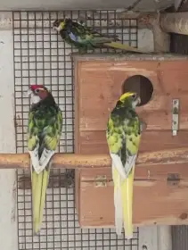 Rosela pestrá černo modrá