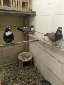 Košoa modrý bronzově krapatý