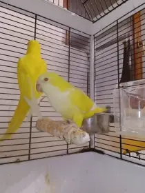 Mníšek šedý lutino