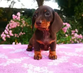 Jezevčík trp/král. hladkosrstý