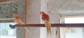 Papoušek zpěvavý 2025