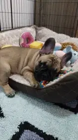 Francouzký buldoček štenátka s PP