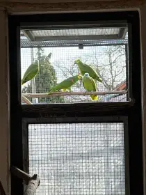 Amazoňan modročelý