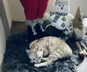 Bengálská kočka,bengálské koťátko