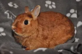 Zakrslí i velcí králíci Dobříš