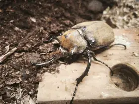 Megasoma elephas occidentalis