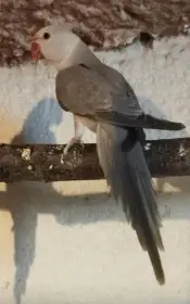 Clearhead Fallow ( buttercup)