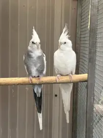 Chovný pár Korela bělohlavá