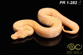 Krajta královská - Python regius