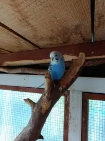 Prodám letošní andulky vlnkované