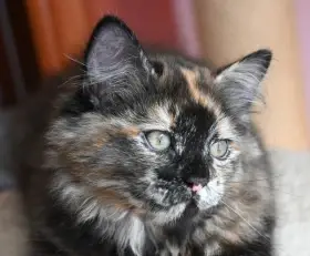 Sibiřská kočička s ojedinělým zbarvením