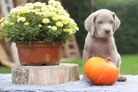 Výmarský ohař s PP (FCI) rezervace