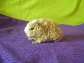 Morče.morčata Lunkarya z Registr.Chs