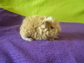 Billy Peruvian World