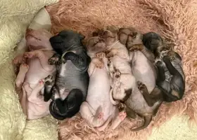 Nahatí kluci s PP pod FCI