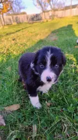 Kříženci border kolie x border kolie