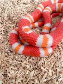 Koralovka honduraska - L.t. Hondurensis Albino Tangerine