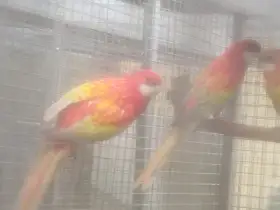 Prodám rosela pestrá gold gold opálín