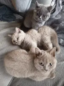 Britská koťátka s PP