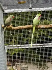 1.0 Bronze x 0.1 Šedozelená (red fakt.)