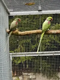 1.0 Bronze x 0.1 Šedozelená (red fakt.)