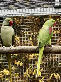 1.0 Šedozelený x 0.1 Bronze (red fakt.)